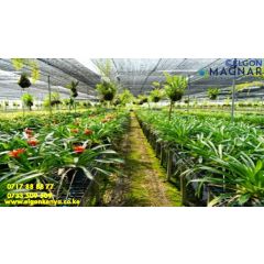 6mx60m - 45-50% BLACK SHADE NET 