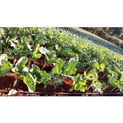 Elgon Kadogo Drip kit 1 acre 