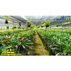 6Mx80M - 45-50% BLACK SHADE NET 